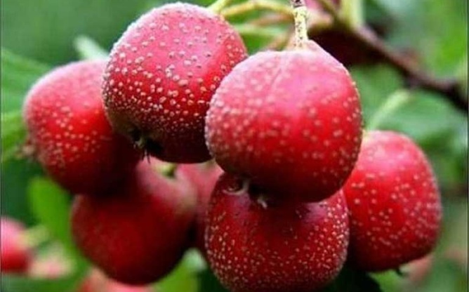 Bài thuốc trị bệnh từ sơn tra